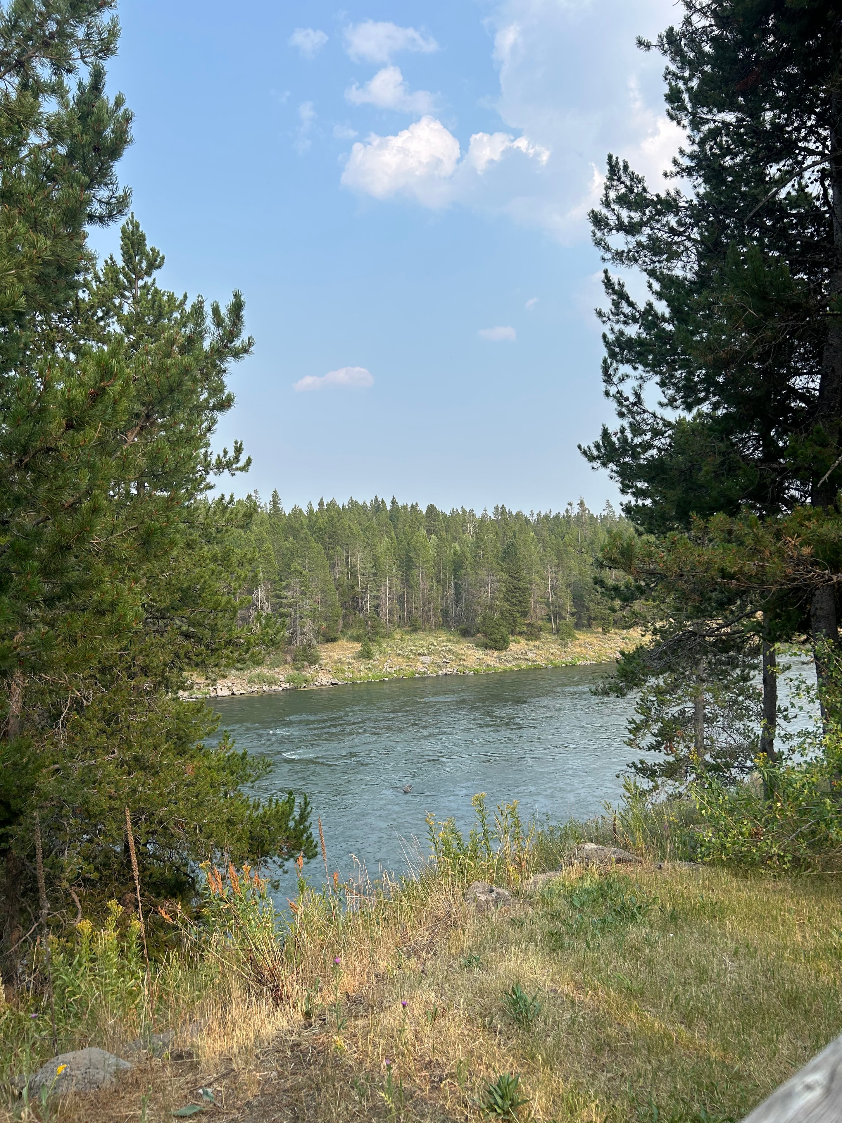 Snake River from the bank